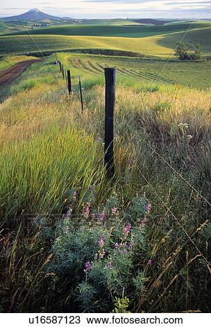 Barbed-wire fenceline View Large Photo Image Stock Image - Barbed-wire fenceline. Fotosearch