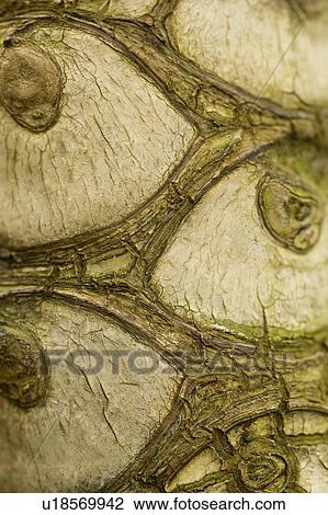 Bark View Large Photo Image Stock Image - Bark. Fotosearch