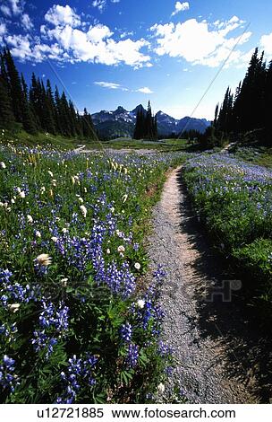Beautiful wildflowers in a grassy meadow View Large Photo Image Stock Photography - Beautiful wildflowers in a grassy meadow. Fotosearch