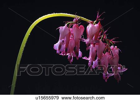 Stock Photo - Bleeding heart flower. Fotosearch