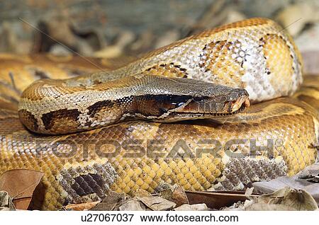 Stock Photo - Blood python . Fotosearch