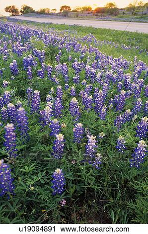 Blue Bonnet Flowers View Large Photo Image Stock Image - Blue Bonnet Flowers. Fotosearch