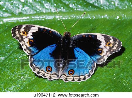 Blue pansy butterfly View Large Photo Image Stock Image - Blue pansy butterfly. Fotosearch