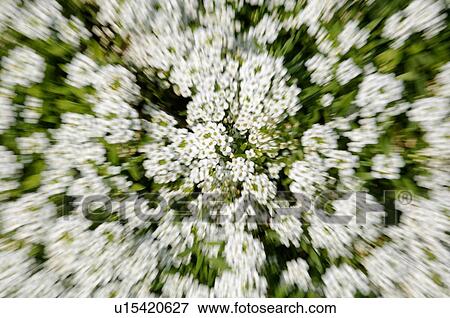 Blurred flowers View Large Photo Image Stock Photo - Blurred flowers. Fotosearch