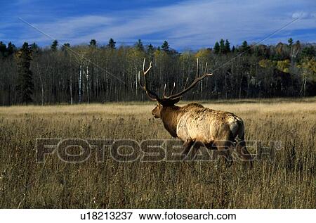 Bull elk View Large Photo Image Stock Photo - Bull elk . Fotosearch