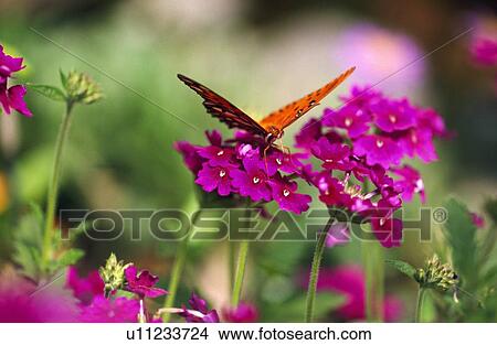 Picture - Butterfly on flower blossoms. Fotosearch