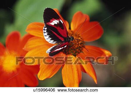 Stock Photograph - Butterfly on flower. Fotosearch
