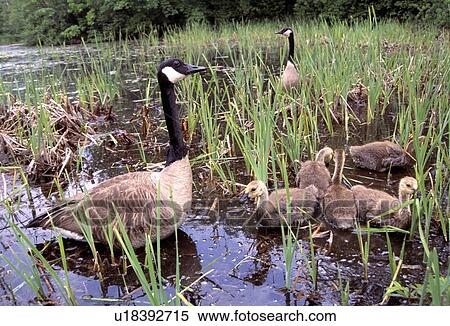 Canada geese with goslings View Large Photo Image Stock Photography - Canada geese with goslings. Fotosearch