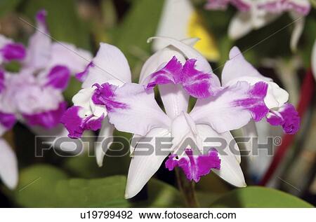 Stock Image - Cattleya orchid flowers. Fotosearch