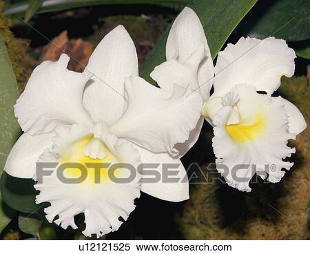 Stock Photography - Cattleya orchid. Fotosearch