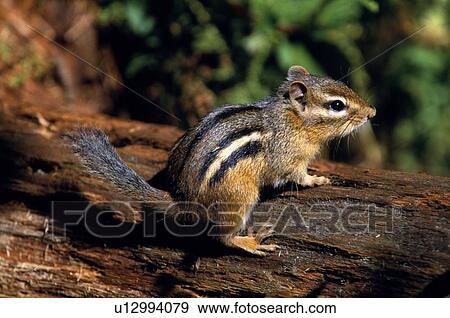 Chipmunk on a log View Large Photo Image Stock Photo - Chipmunk on a log. Fotosearch