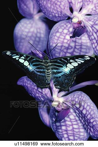 Stock Photo - Clipper Butterfly on Orchid. Fotosearch