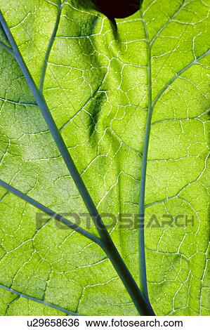 Close-up leaf viens View Large Photo Image Stock Photograph - Close-up leaf viens. Fotosearch