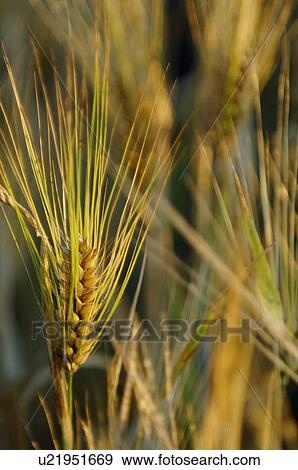 Stock Photo - Close up of wheat ready to harvest. Fotosearch
