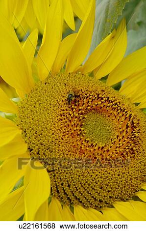 Stock Photo - Closeup of a sunflower. Fotosearch
