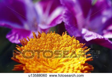 Closeup of flower blossom View Large Photo Image Stock Image - Closeup of flower blossom. Fotosearch