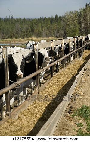 Cows at trough View Large Photo Image Picture - Cows at trough. Fotosearch