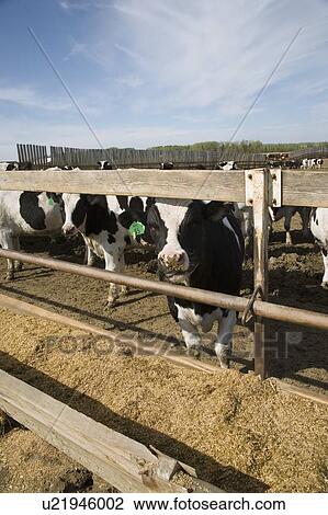 Cows at trough View Large Photo Image Stock Image - Cows at trough. Fotosearch