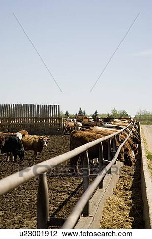 Cows eating View Large Photo Image Stock Image - Cows eating. Fotosearch