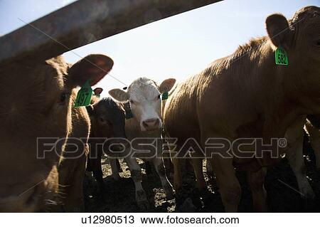 Stock Image - Cows. Fotosearch