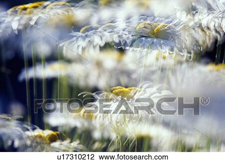Daisies with blur View Large Photo Image Stock Image - Daisies with blur. Fotosearch