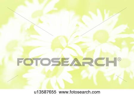 Stock Photography - Daisy background. Fotosearch