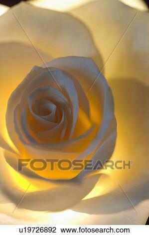 Delicate white rose View Large Photo Image Stock Image - Delicate white rose. Fotosearch