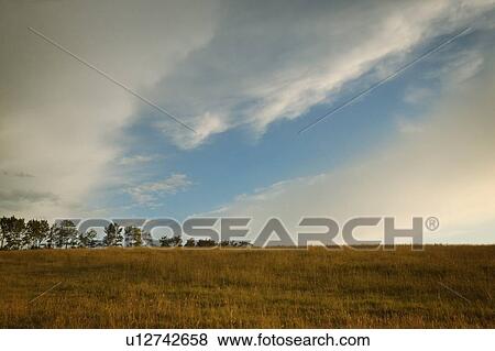 Stock Photo - Dry field of grass. Fotosearch
