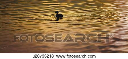 Duckling swimming at sunset View Large Photo Image Stock Photo - Duckling swimming at sunset. Fotosearch
