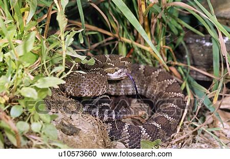 Eastern diamondback rattlesnake View Large Photo Image Stock Image - Eastern diamondback rattlesnake. Fotosearch