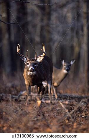 Eight point buck and doe View Large Photo Image Stock Photography - Eight point buck and doe. Fotosearch