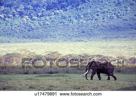 Stock Image - Elephant in the wild. Fotosearch