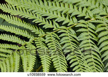 Fern leaves View Large Photo Image Stock Photo - Fern leaves. Fotosearch