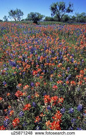 Field of wildflowers in bloom View Large Photo Image Stock Photo - Field of wildflowers in bloom. Fotosearch