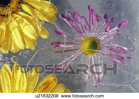 Stock Photo - Flower blossoms under ice. Fotosearch