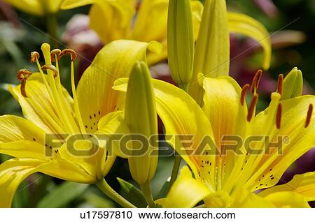 Stock Image - Flowers. Fotosearch