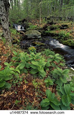 Picture - Forest Stream. Fotosearch
