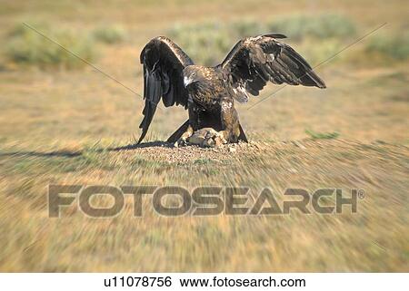 Stock Photograph - Golden eagle on prey. Fotosearch