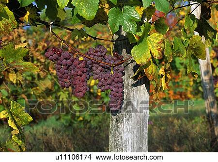 Grapes ripening on the vine View Large Photo Image Picture - Grapes ripening on the vine. Fotosearch