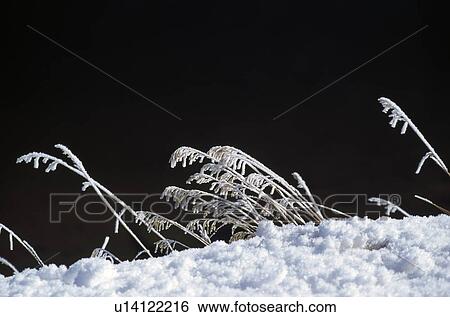 Grass coated in snow View Large Photo Image Stock Photograph - Grass coated in snow. Fotosearch
