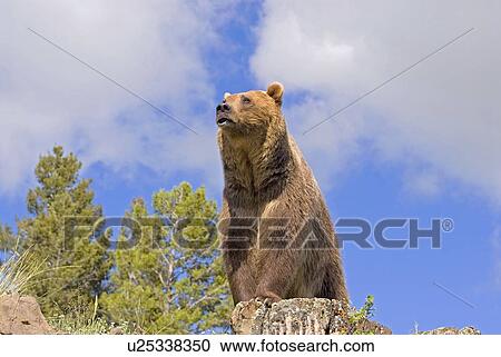 Stock Image - Grizzly bear on cliff. Fotosearch