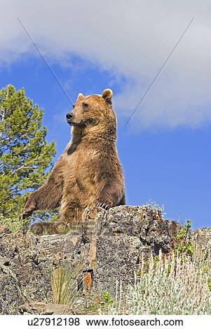 Stock Photo - Grizzly bear sitting up. Fotosearch