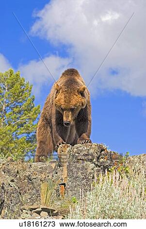 Stock Image - Grizzly bear standing on ridge. Fotosearch