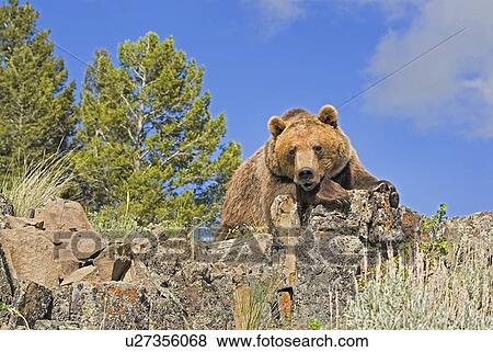 Grizzly bear View Large Photo Image Stock Photo - Grizzly bear. Fotosearch