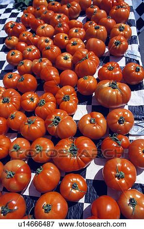 Harvested Tomatoes View Large Photo Image Stock Photo - Harvested Tomatoes. Fotosearch