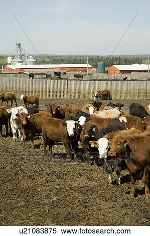 Stock Photography - Herd of cattle. Fotosearch