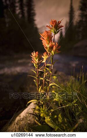 Picture - Indian Paintbrush growing wild. Fotosearch