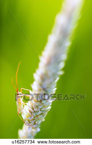 Picture - Insect on wheat head. Fotosearch