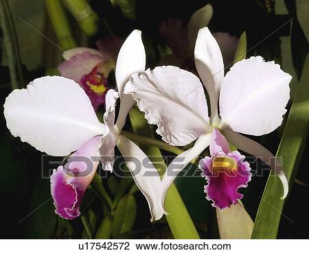 Laelia orchid View Large Photo Image Stock Image - Laelia orchid. Fotosearch