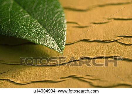 Leaf on textured background View Large Photo Image Picture - Leaf on textured background. Fotosearch